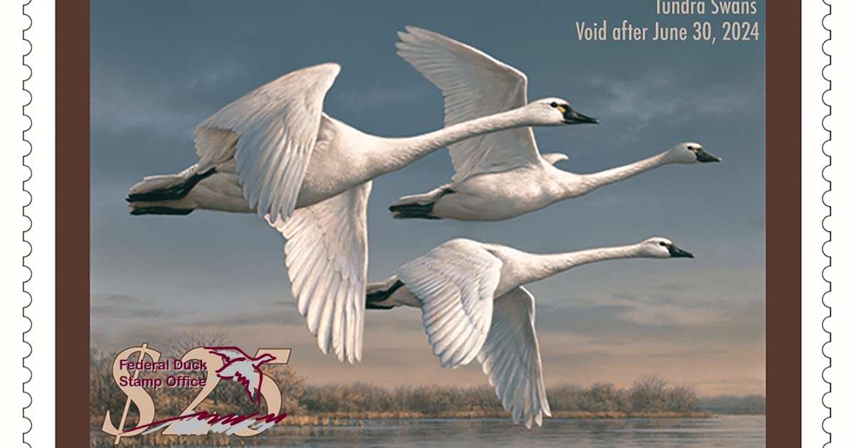 Buy a Duck Stamp or E Stamp U.S. Fish Wildlife Service